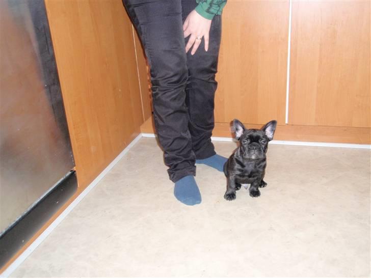 Fransk bulldog Tyson billede 9