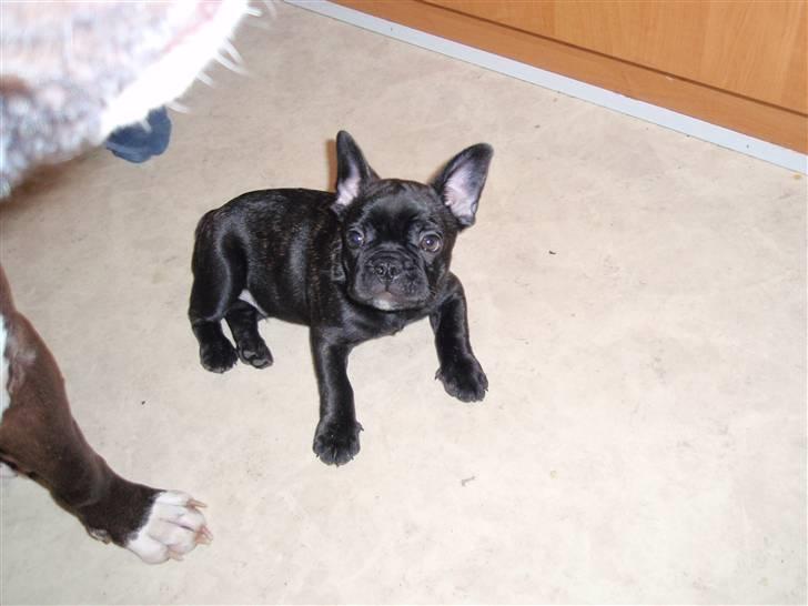 Fransk bulldog Tyson billede 10