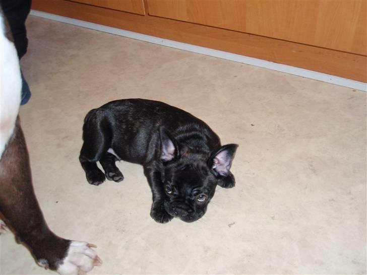 Fransk bulldog Tyson billede 11