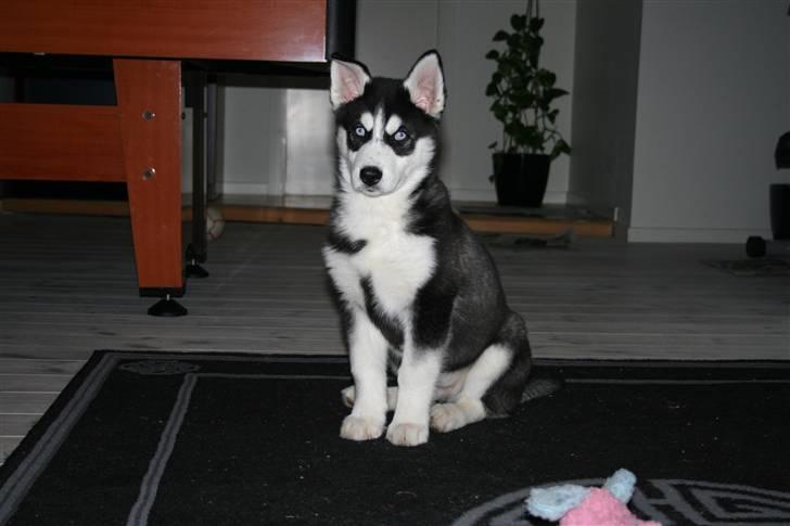 Siberian husky Enzo - Ligner næsten en statue. billede 3