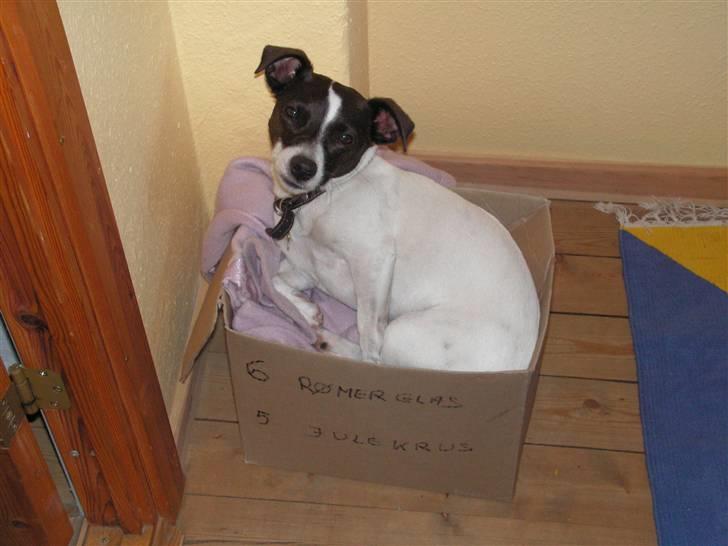 Jack russell terrier Kvik billede 1