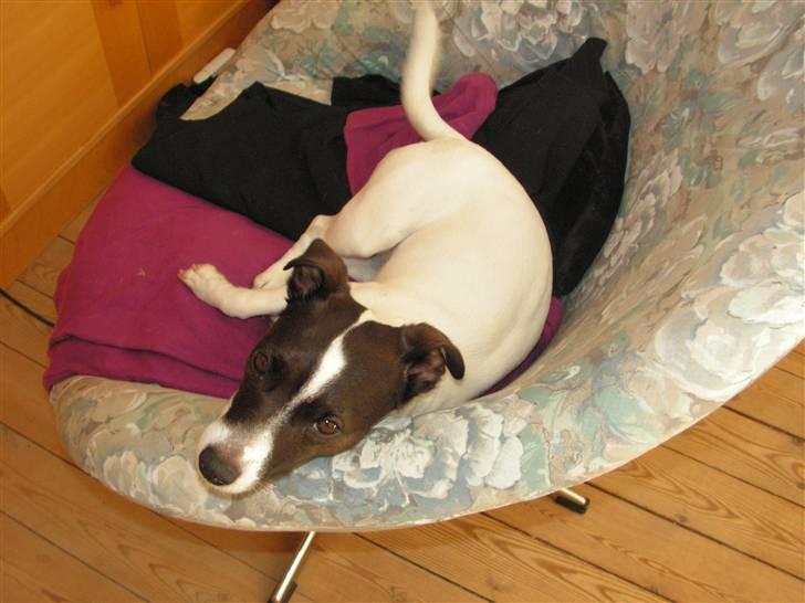 Jack russell terrier Kvik billede 2