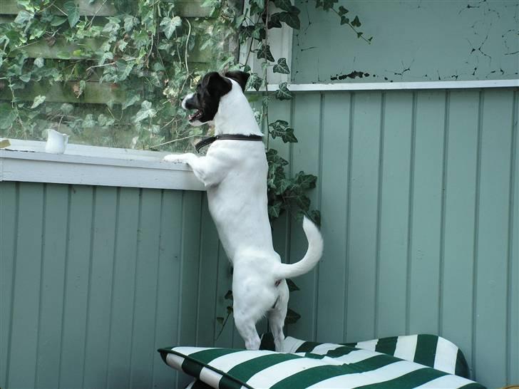 Jack russell terrier Kvik billede 3