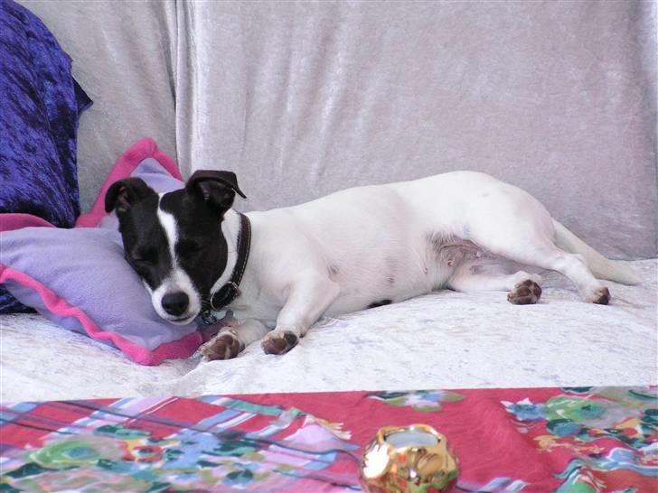 Jack russell terrier Kvik billede 4