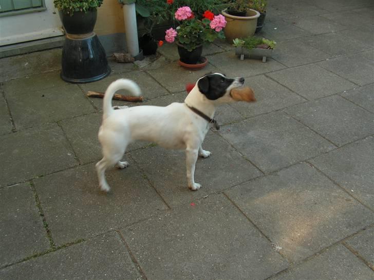 Jack russell terrier Kvik billede 5