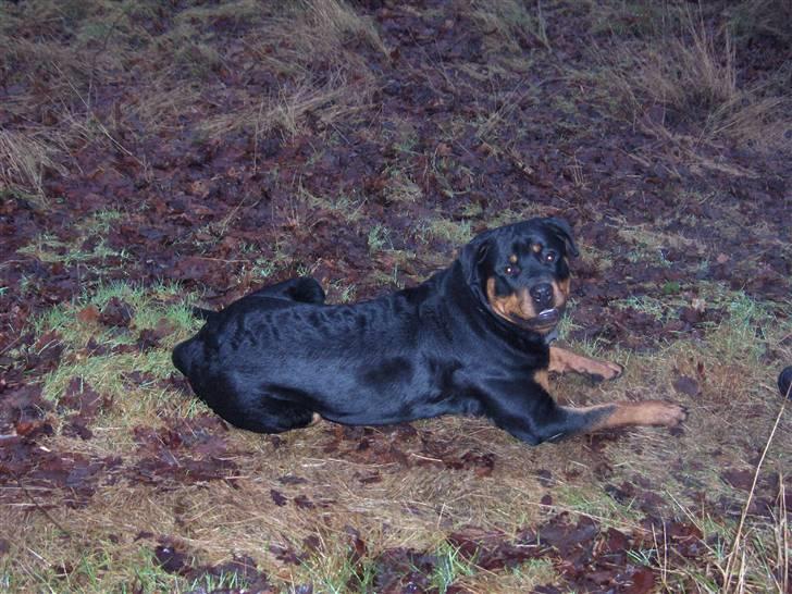 Rottweiler Vom Hause Luna's Django - Django i skoven - 10 mdr. gammel billede 17