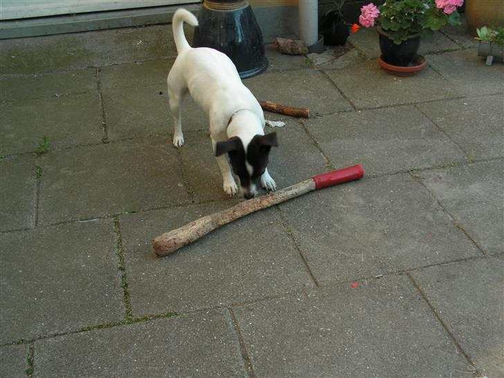 Jack russell terrier Kvik billede 6