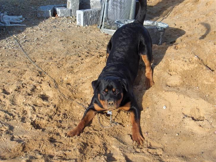 Rottweiler Vom Hause Luna's Django - Django hjælper med at lave indkørsel billede 18