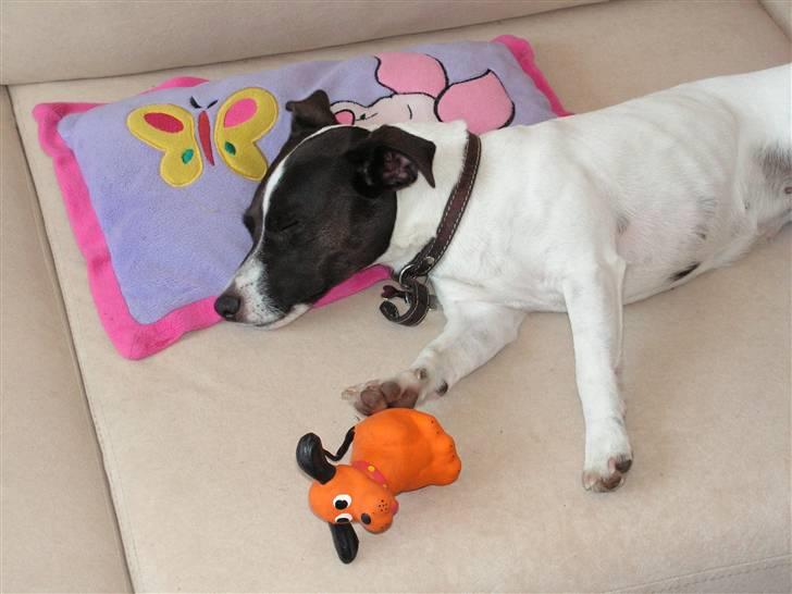 Jack russell terrier Kvik billede 7