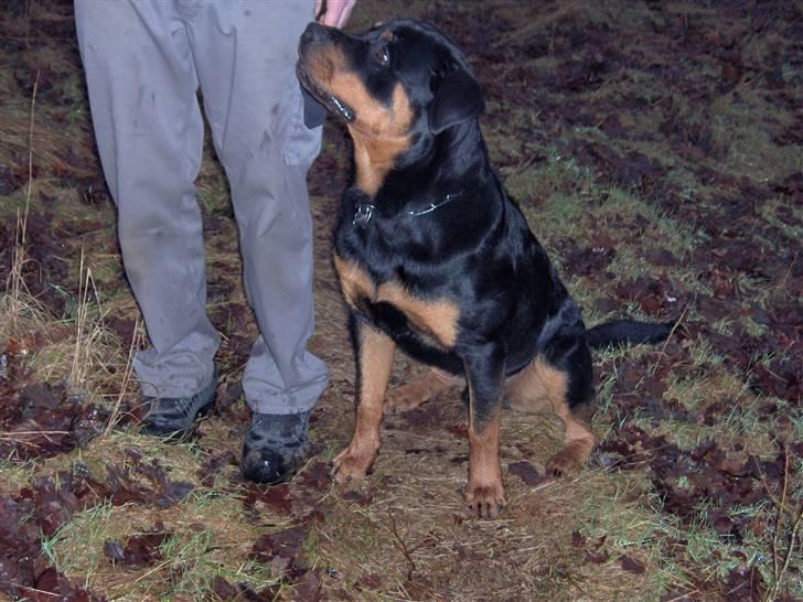 Rottweiler Vom Hause Luna's Django - Django 10 mdr billede 19