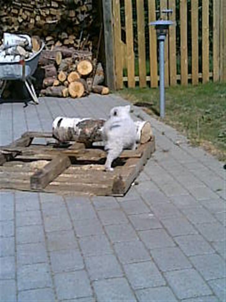 Japansk spids Basse billede 14