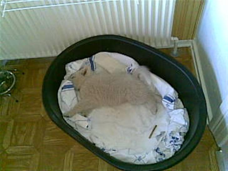 Japansk spids Basse - træt og beskidt billede 15