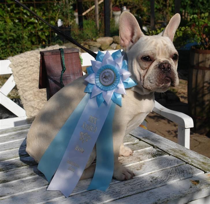 Fransk bulldog Dixie Baby DVDB billede 5