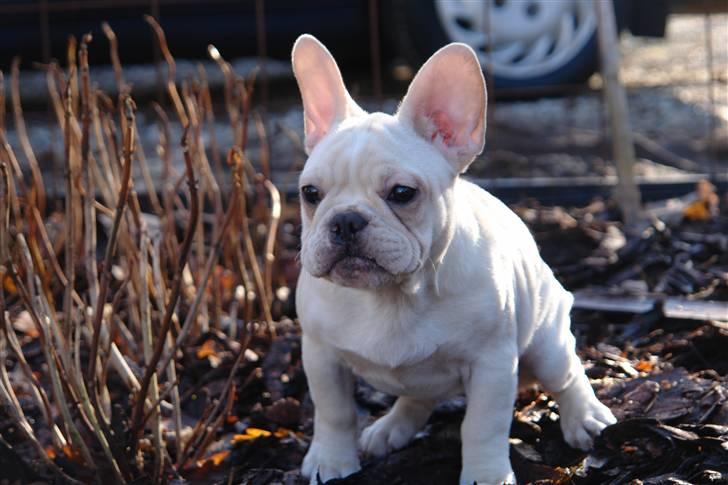 Fransk bulldog Dixie Baby DVDB billede 6