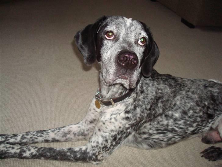 Blanding af racer Balou - Rip ???? billede 1