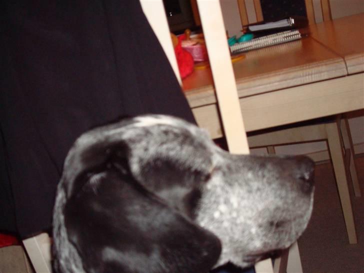 Blanding af racer Balou - Rip ???? billede 2