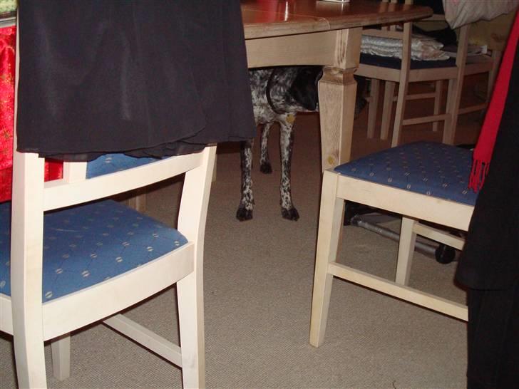 Blanding af racer Balou - Rip ???? billede 3