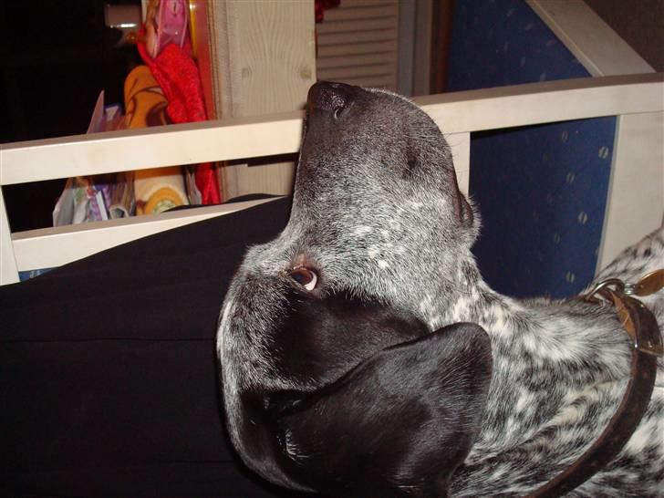 Blanding af racer Balou - Rip ???? billede 4