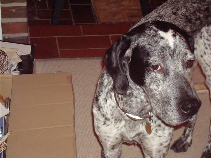 Blanding af racer Balou - Rip ???? billede 5