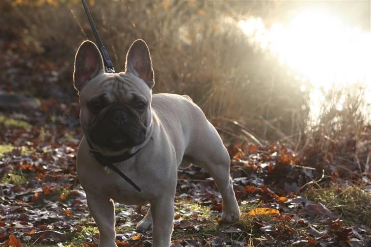 Fransk bulldog Jack billede 1