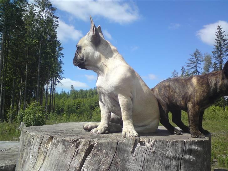 Fransk bulldog Jack - 5½ måned gammel og 8,8 kg billede 2