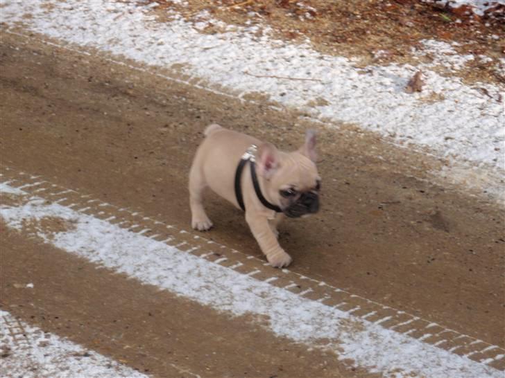 Fransk bulldog Jack billede 3