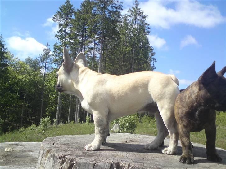 Fransk bulldog Jack billede 4