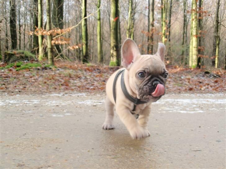 Fransk bulldog Jack billede 5