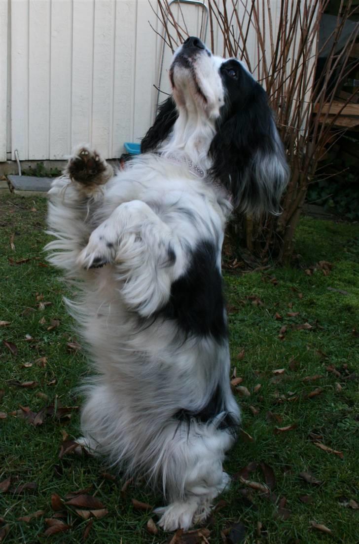 Blanding af racer Lady - Se! Jeg kan sidde pænt og give pote samtidig! XD billede 8