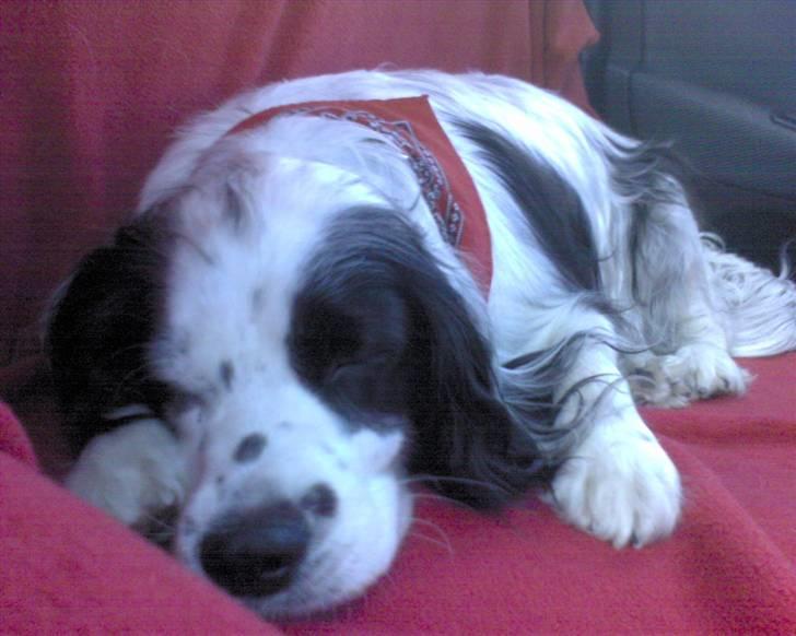 Blanding af racer Lady - IIhh det er trættende at køre bil! billede 9