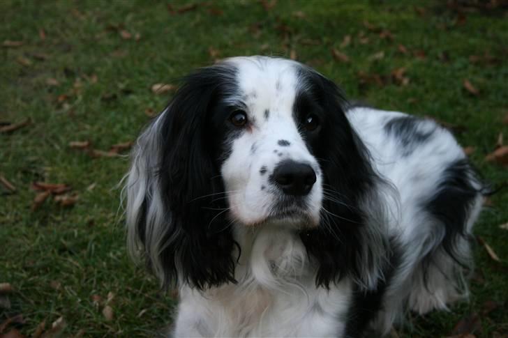 Blanding af racer Lady - Må jeg få godbiden nu? billede 10