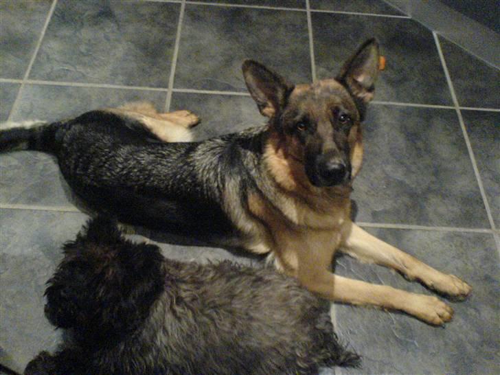 Schæferhund Irma - Irma og Didde :-) billede 6