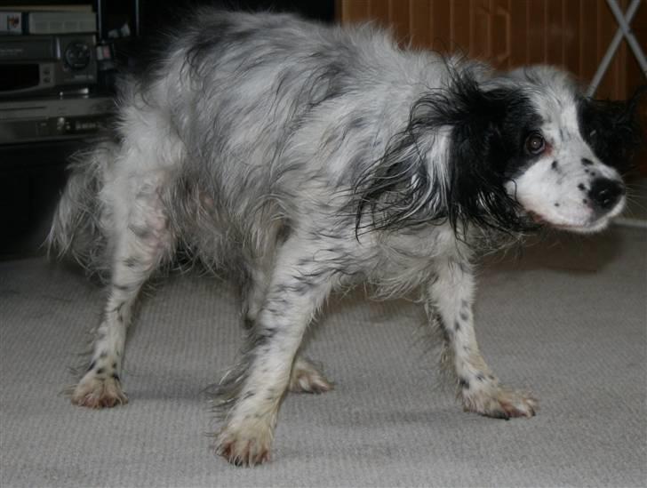 Blanding af racer Lady - Ryste ryste sig efter et bad :D billede 11