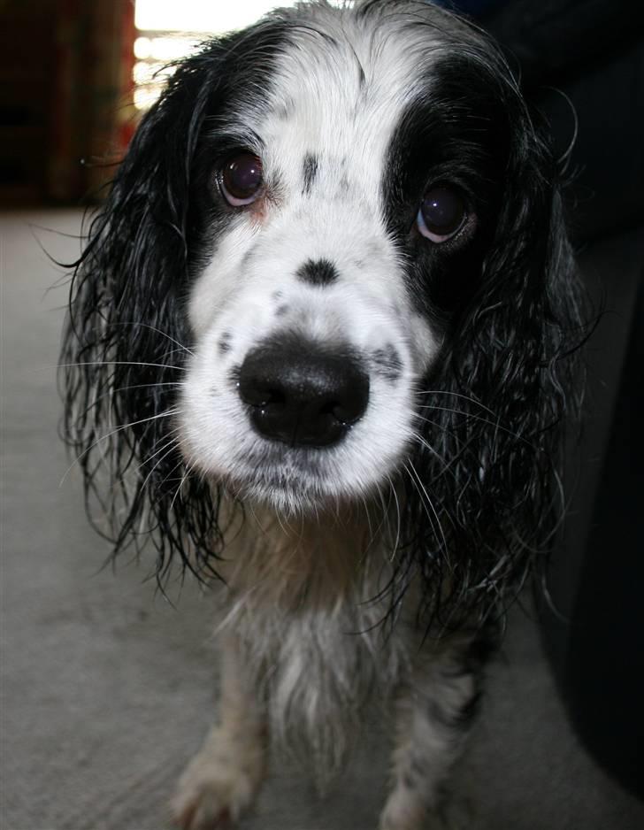 Blanding af racer Lady - Fremhæver krøllerne i mine øre ikke mine smukke øjne? billede 12