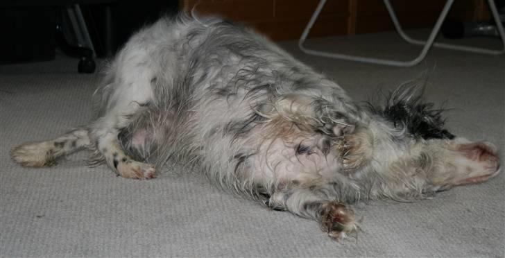 Blanding af racer Lady - Lady elsker at gnubbe sig hen ad gulvet efter et dejligt bad! billede 13