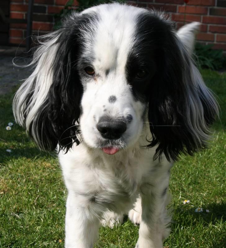 Blanding af racer Lady - Aaalt for sødt billed med den lille tunge der stikker ud XD billede 14