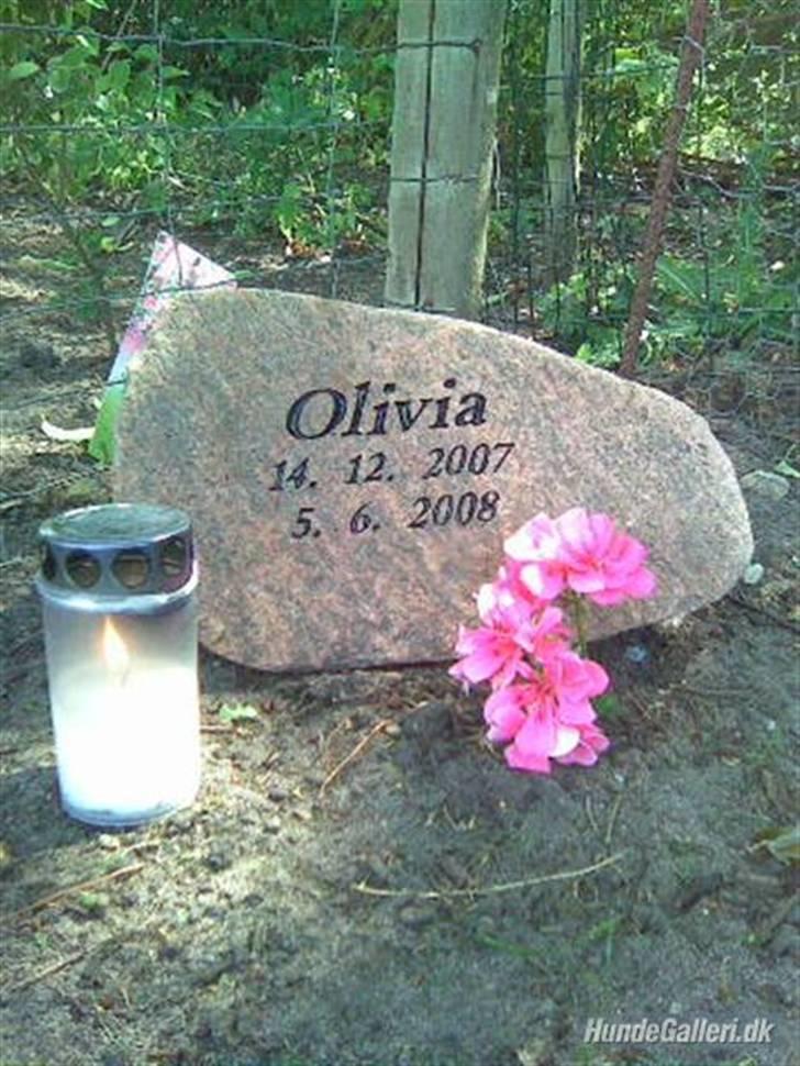 Chihuahua Olivia R.I.P billede 1