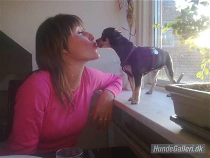 Chihuahua Olivia R.I.P billede 2