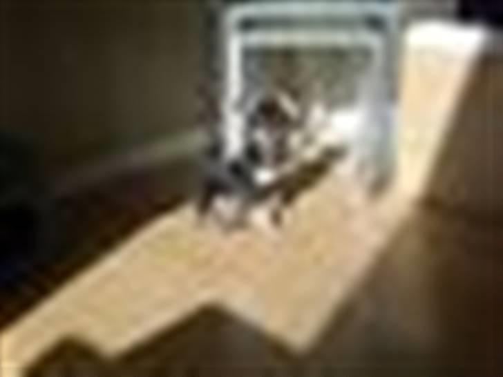 Chihuahua Olivia R.I.P billede 3