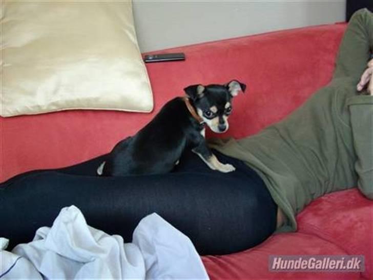 Chihuahua Olivia R.I.P billede 4