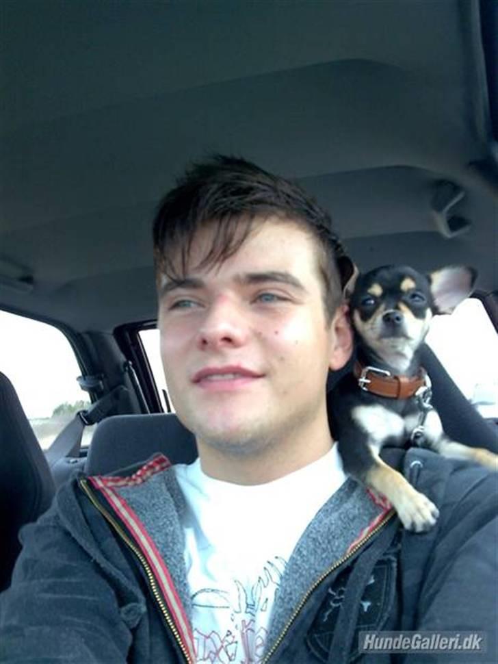 Chihuahua Olivia R.I.P billede 5