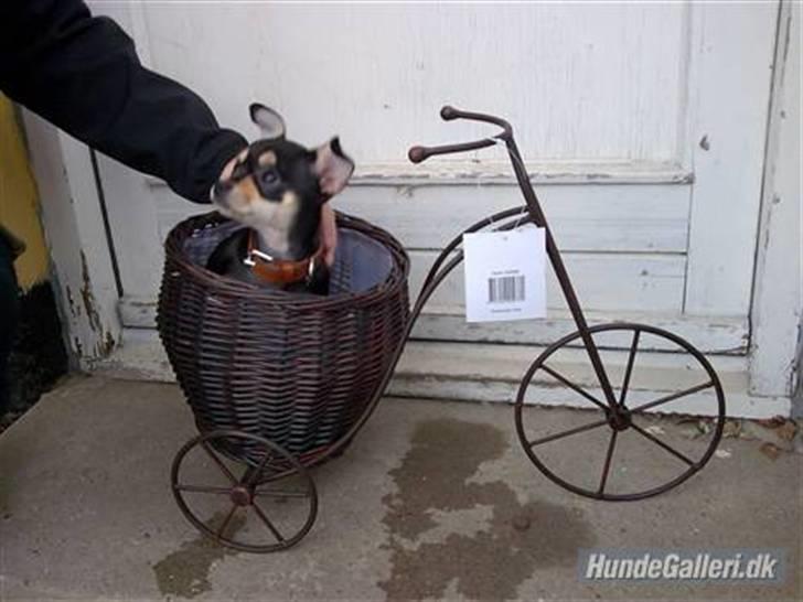 Chihuahua Olivia R.I.P billede 6