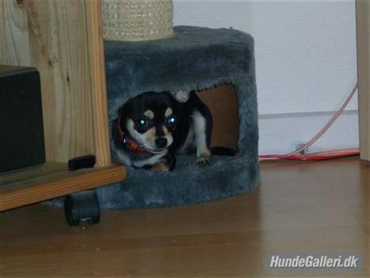 Chihuahua Olivia R.I.P billede 7