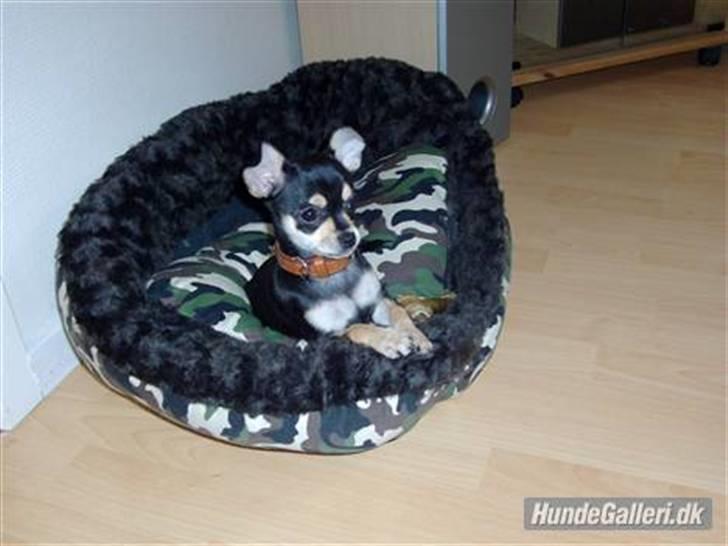 Chihuahua Olivia R.I.P billede 8