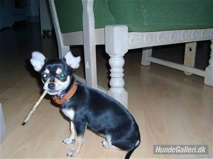 Chihuahua Olivia R.I.P billede 9