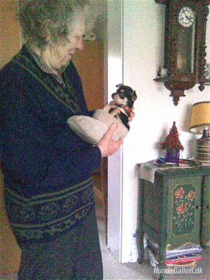 Chihuahua Olivia R.I.P billede 10