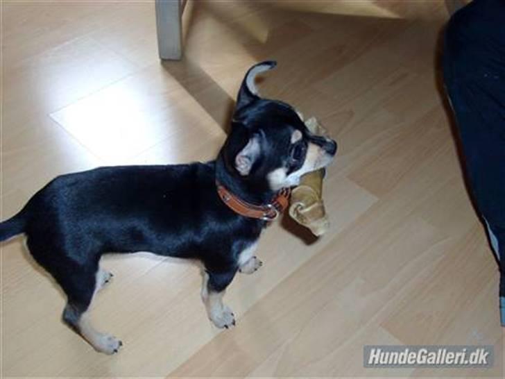 Chihuahua Olivia R.I.P billede 11