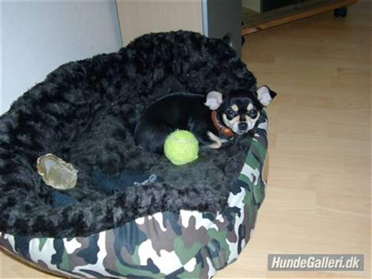 Chihuahua Olivia R.I.P billede 12