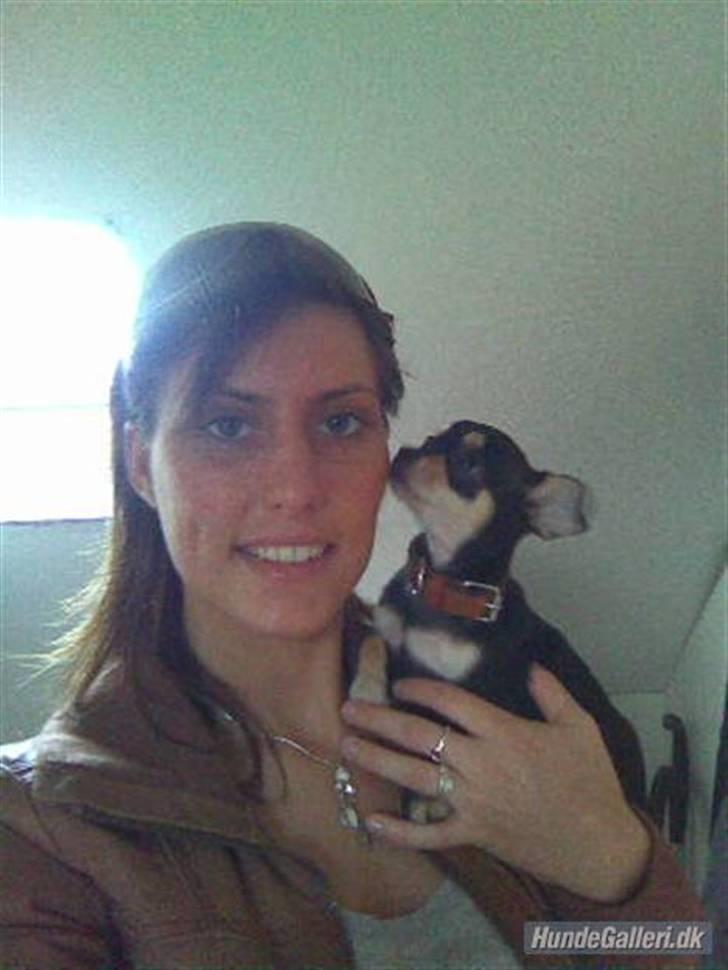 Chihuahua Olivia R.I.P billede 13