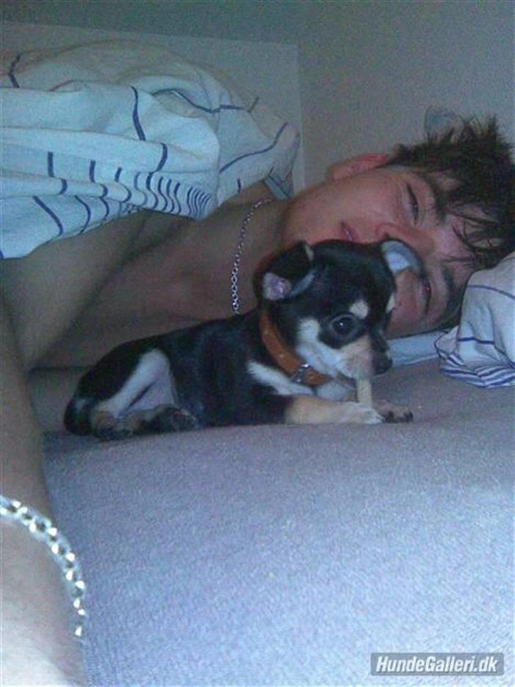 Chihuahua Olivia R.I.P billede 14